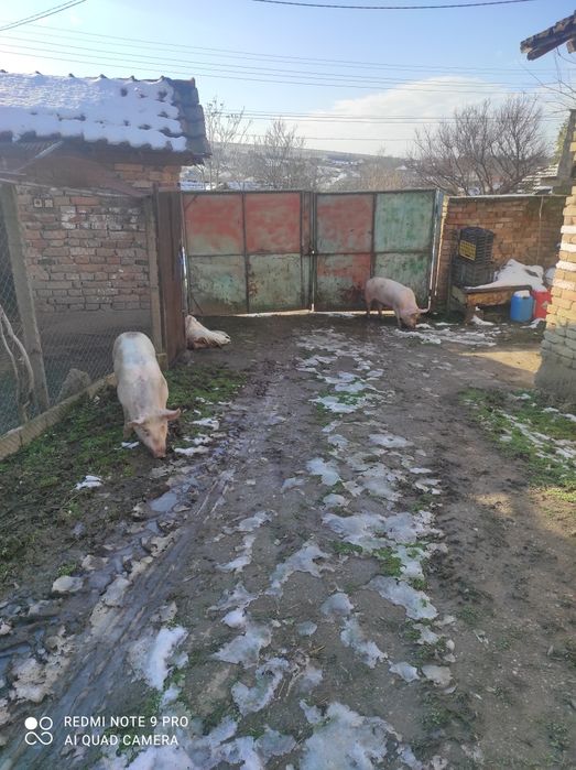 Прасета за клане