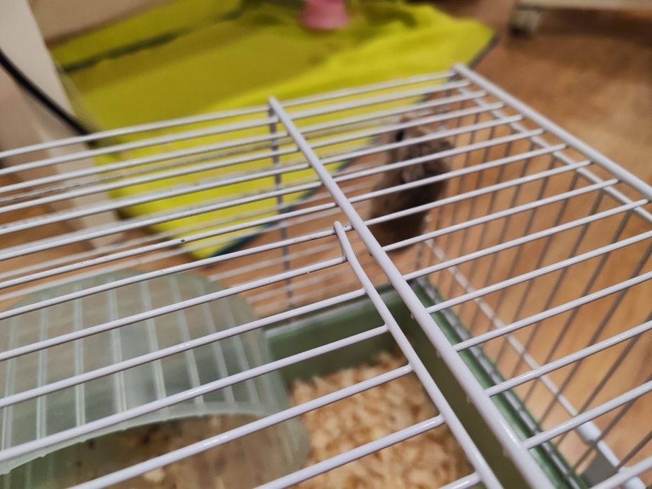 Хамстер малък в отлично здраве