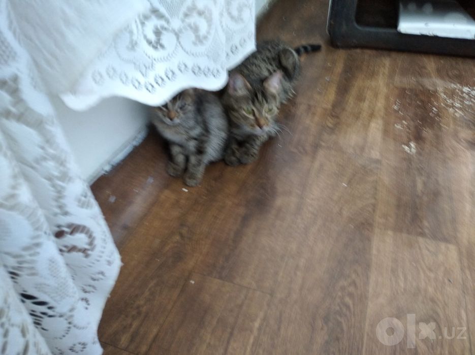 Котята домашние чистенькие