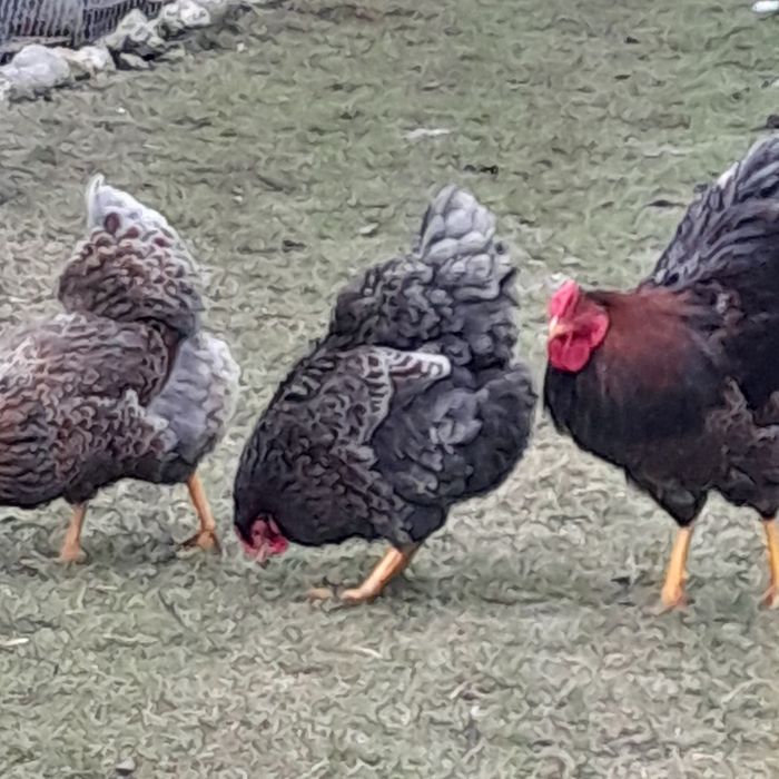 Oua pt incubat wyandotte