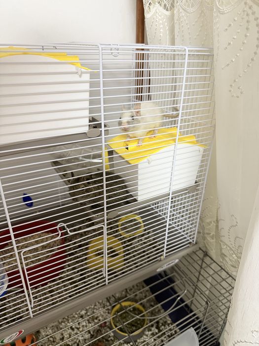 Veverite Degu cu Cusca Full