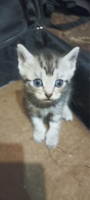Котята в хорошие руки