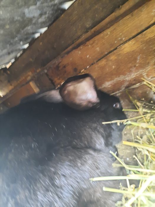 Se vand doar cei negrii si iepuroica