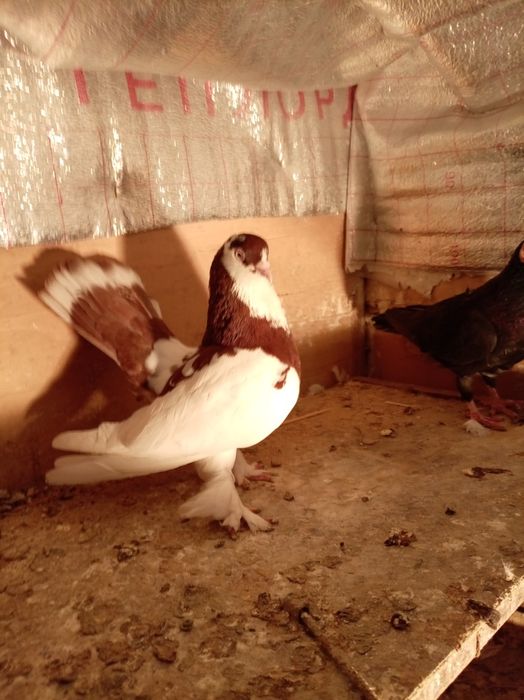 Голуби статные самцы