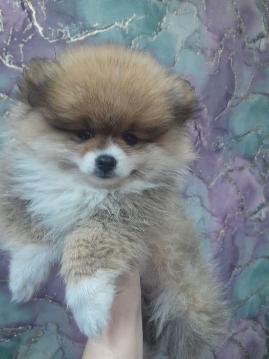 Померанский шпиц