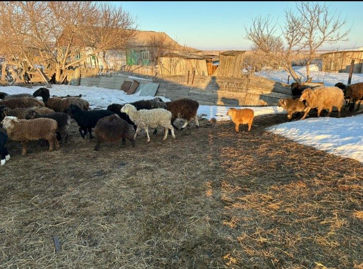 Продам крс и баранов