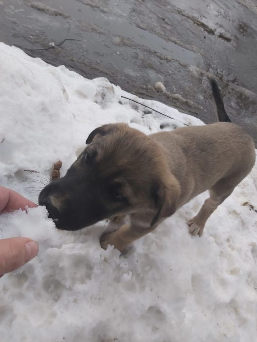 Отдам в добрые руки щенков