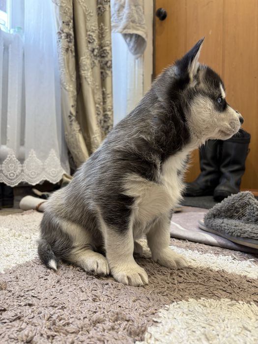 Продам щенка хаски