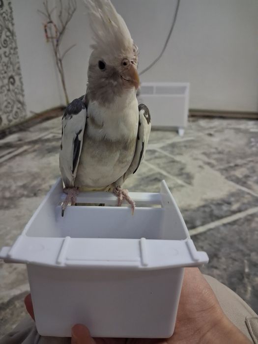 Попугай.  корелла