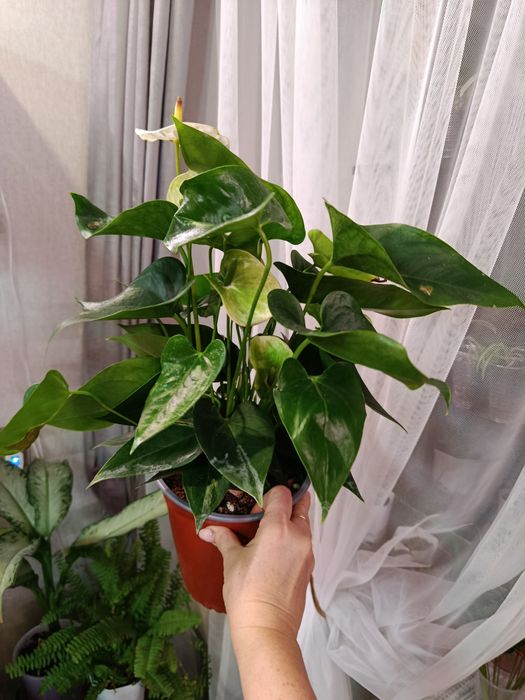 Продам комнатные цветы