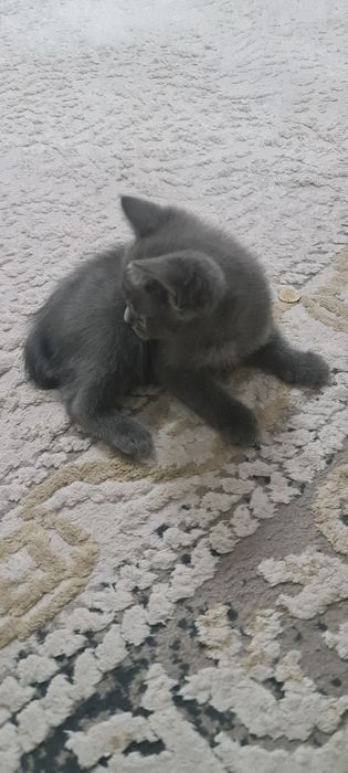 Отдам котят в хорошие руки