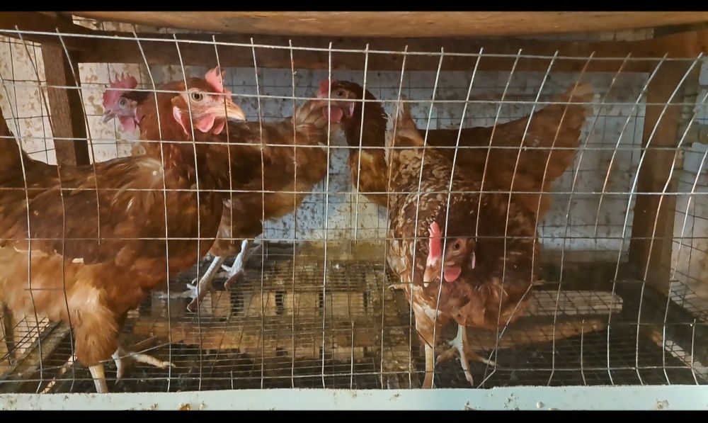 Тауыққа сетка бар сатылатын