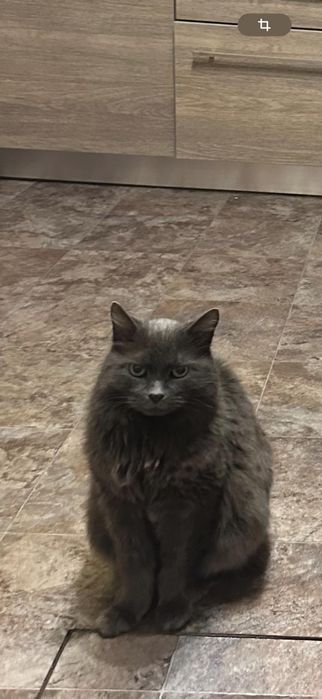 Отдам в хорошие руки.