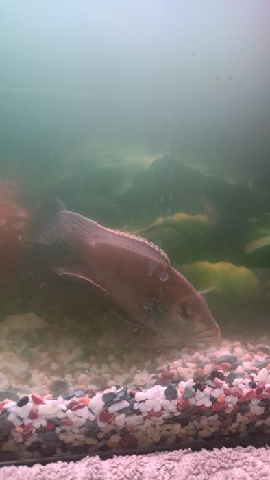 Отдам рыбку Леопард