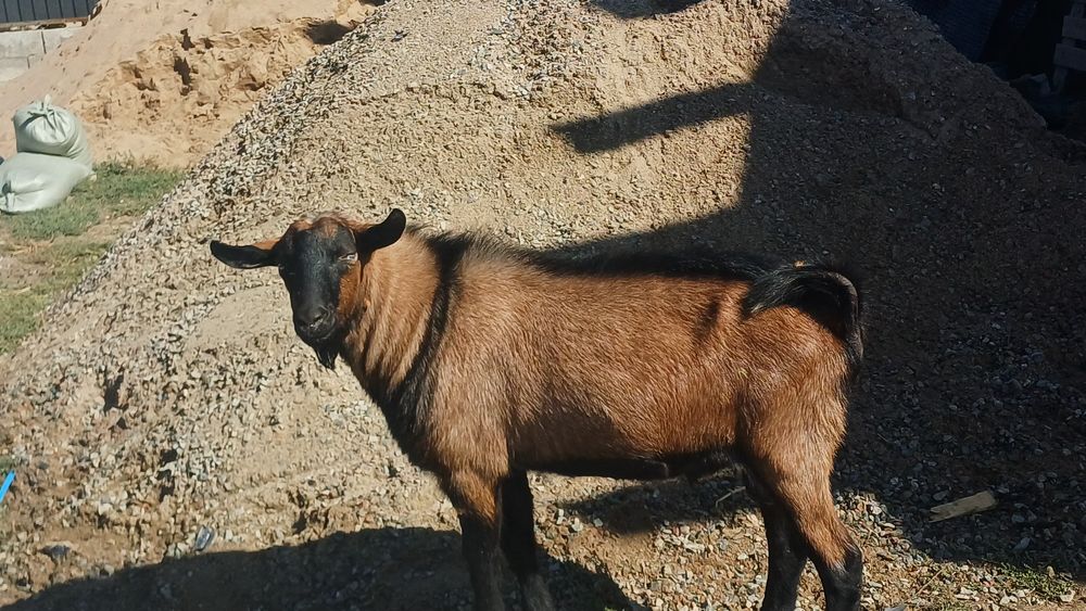 Вязка теке козла