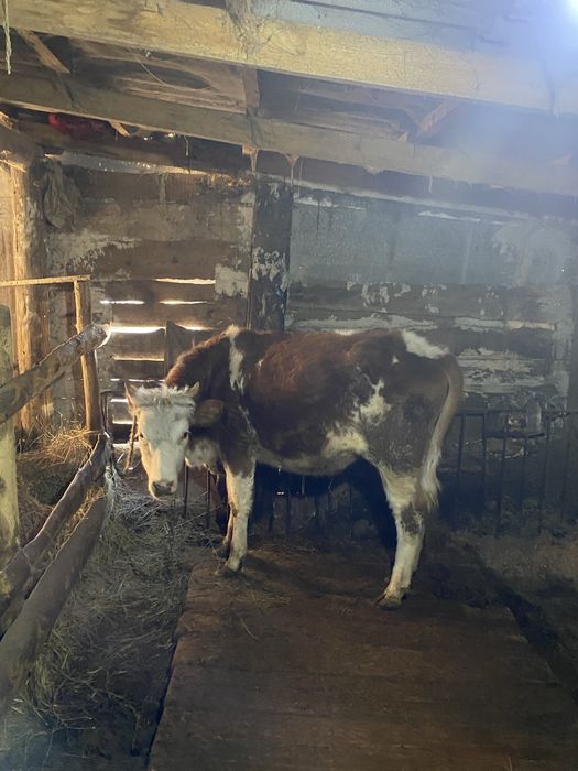 Телка 1.4 года Симентал