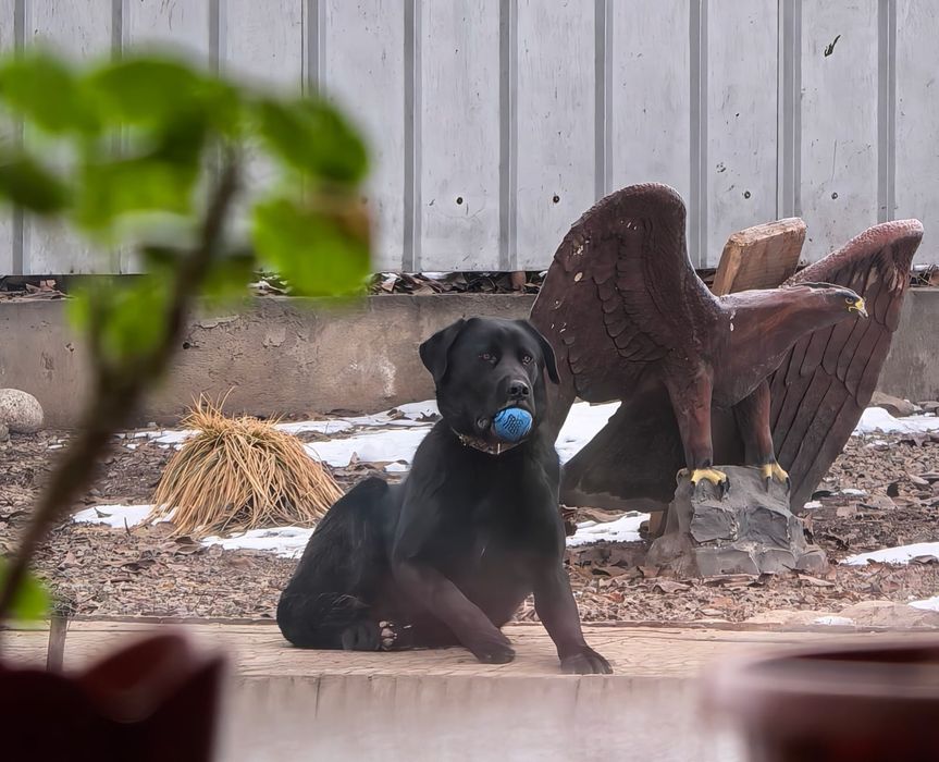 Лабрадор 8 месяцев