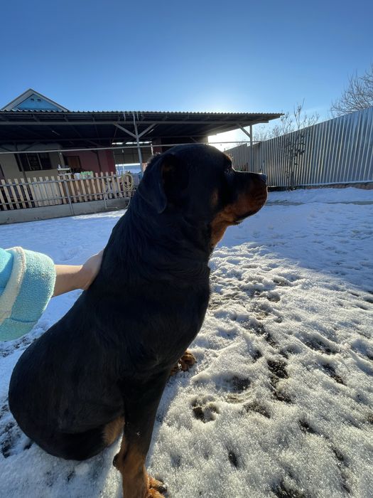 Ротвейлер ищет подружку