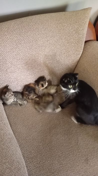 Породистые котятя