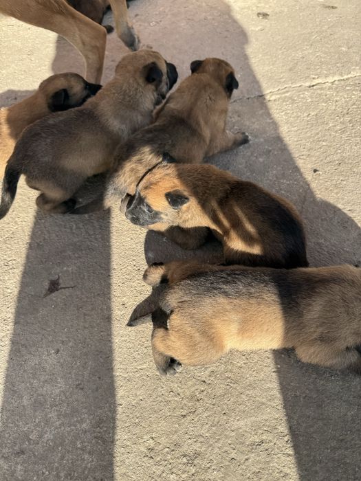 Белгийски овчарки малиноа малки