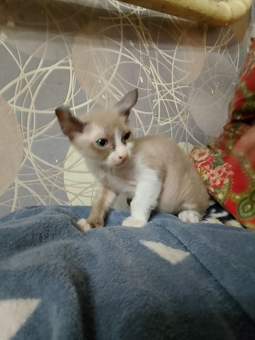 Котенок сфинкс велюр