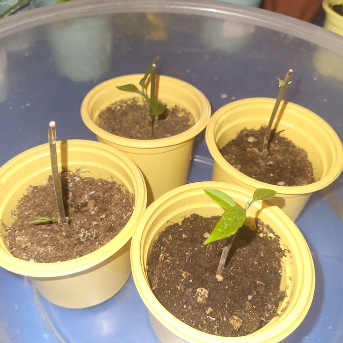 Комнатные растения