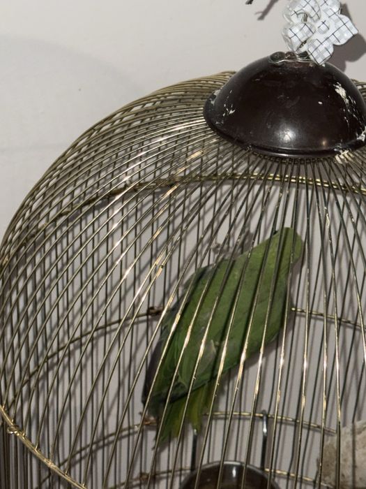 Micul Alexander 10 luni