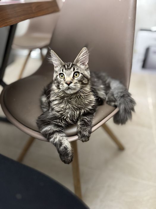 Мейнкун кот молодой