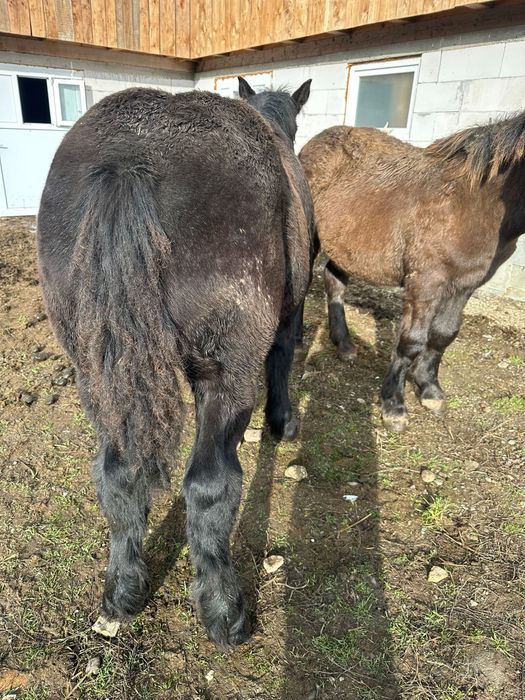 Mânz și mânză frați de tată Ardenez !