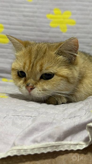 Продам в добрые руки кошку породы шиншилла