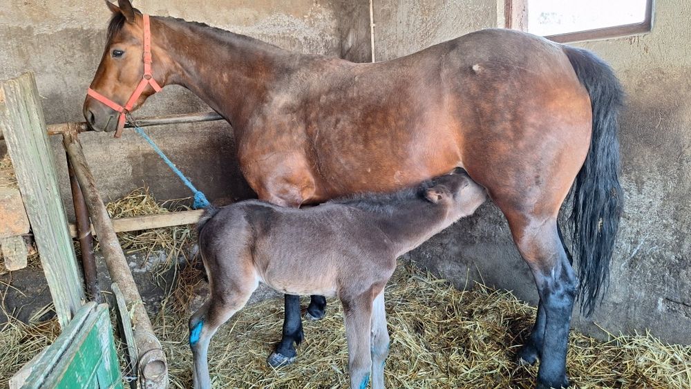 Vand iapa trapasa fatata
