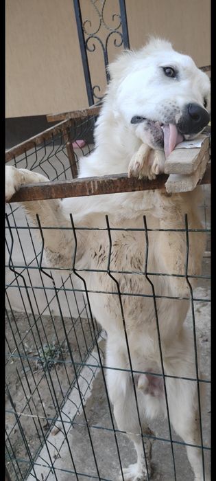 Алабай 8 месяцев