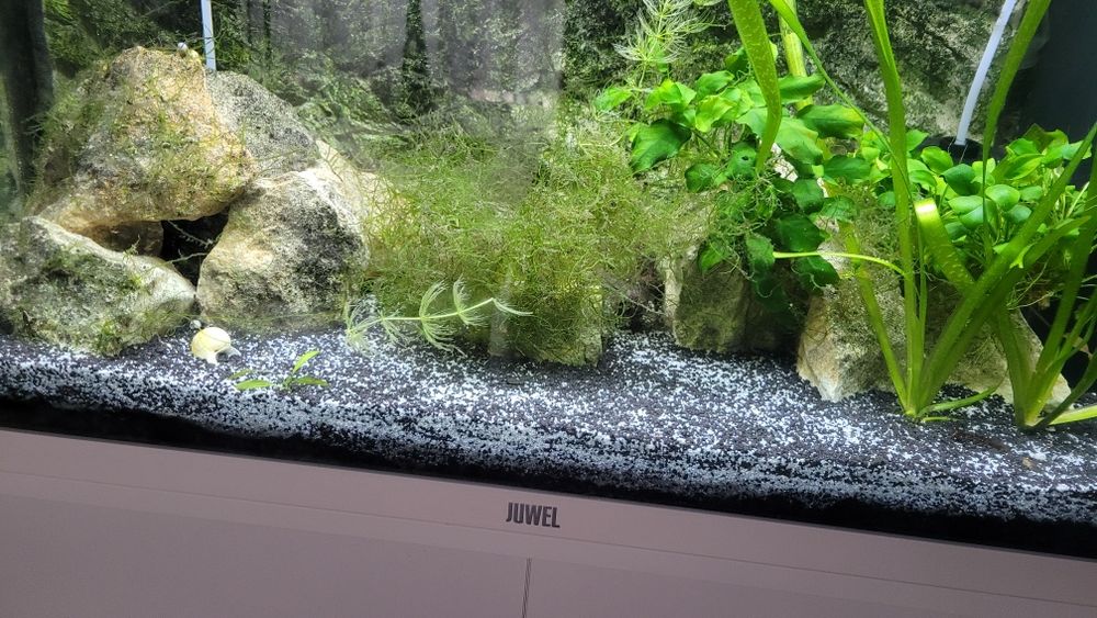 Acvariu Juwel  complet echipat 125L +plante , pietre etc