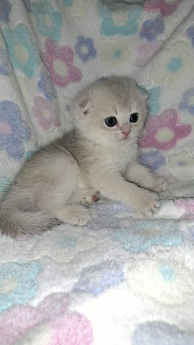 Срочно на скидке Scottish Fold Чистокровный