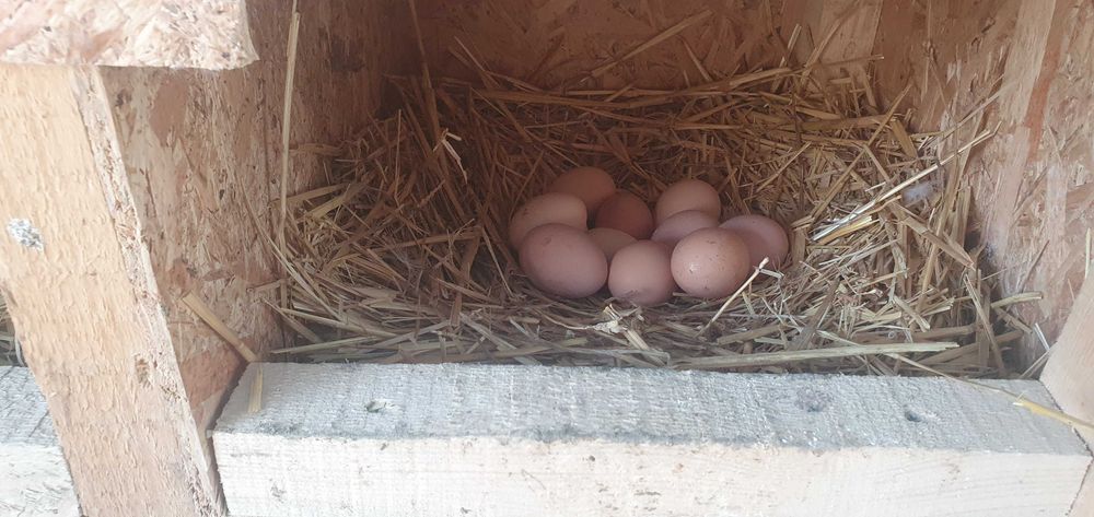 Ouă găina incubat