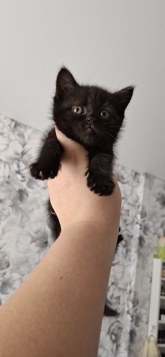 Девочка скоттиш страйт