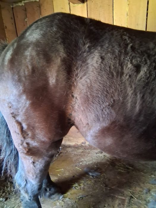 De vânzare mânză!