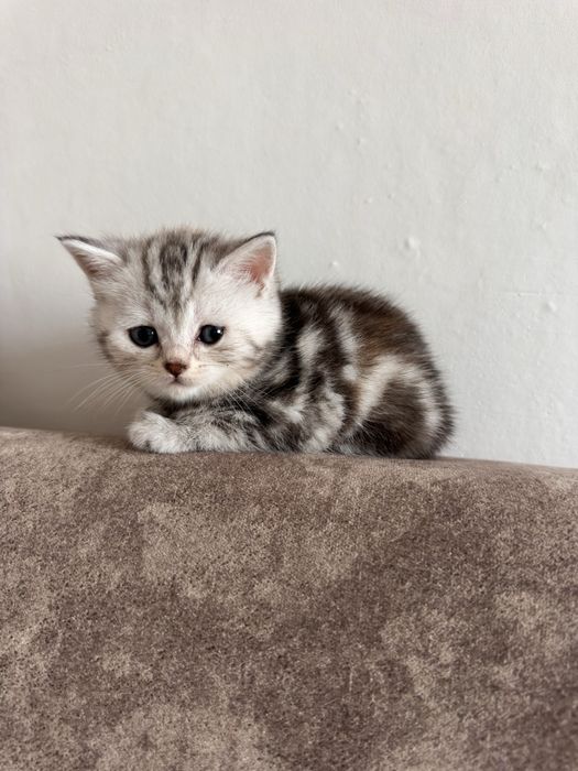 Продам породистых котят