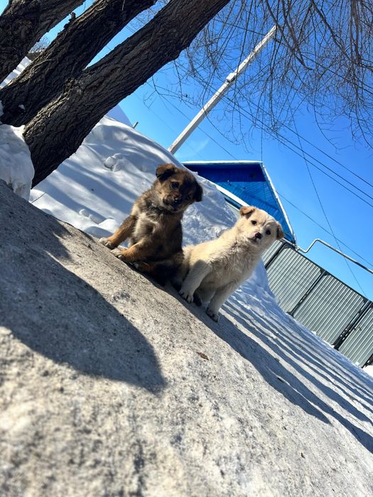 Срочно ищем дом щеночкам- бездомышам!