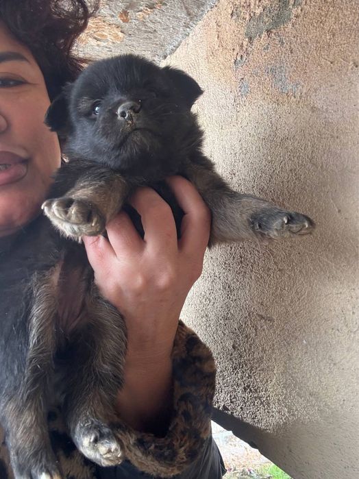 Отдам в добрые руки шенят