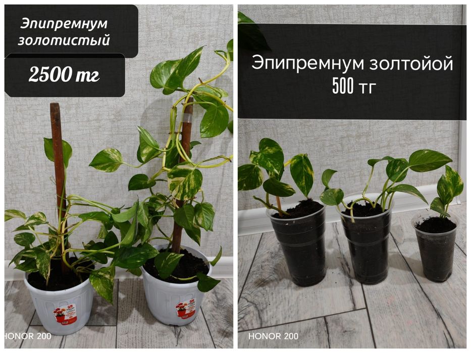 Семей бөлме гүлдері