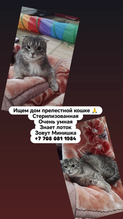 Ищем дом кошкеекк
