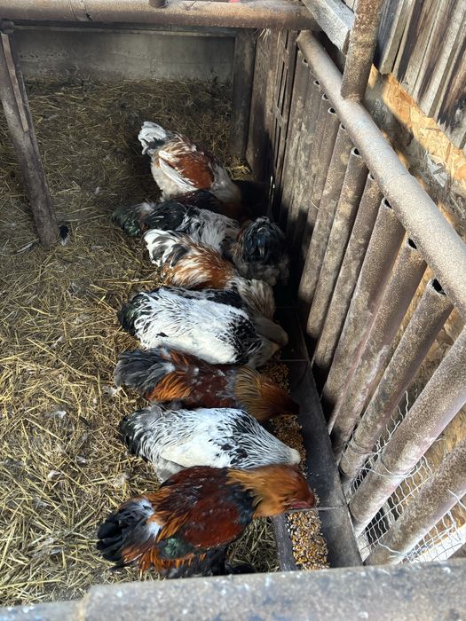 vand cocosi brahma 2025