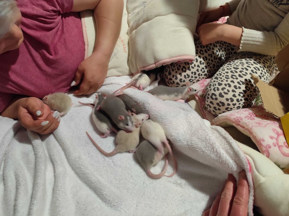 Sobolani de companie