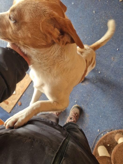 Donez caine femela si mascul