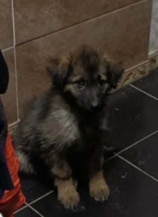 Отдаю щенка в добрые руки