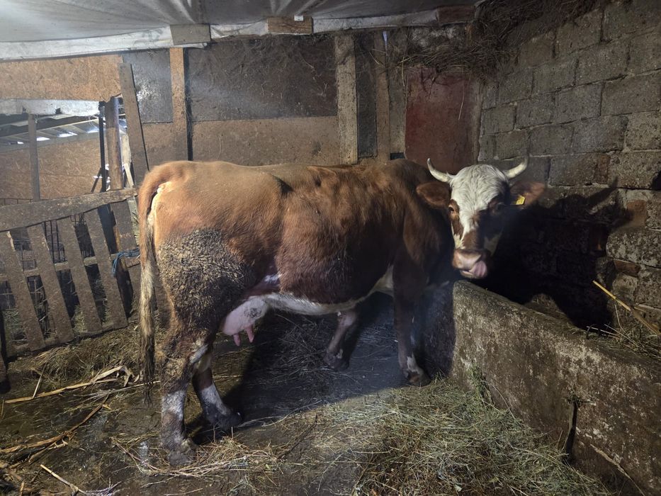 Vând vaca si vițel