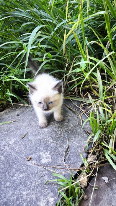 Котят отдам в хорошие руки
