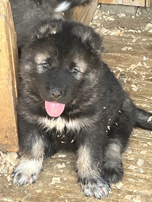 Щенки кавказской овчарки