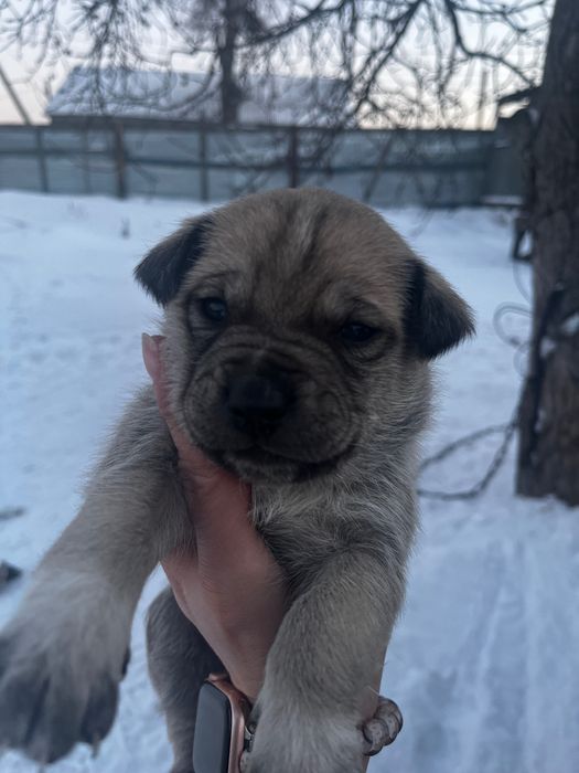 Щенки ищут свой дом